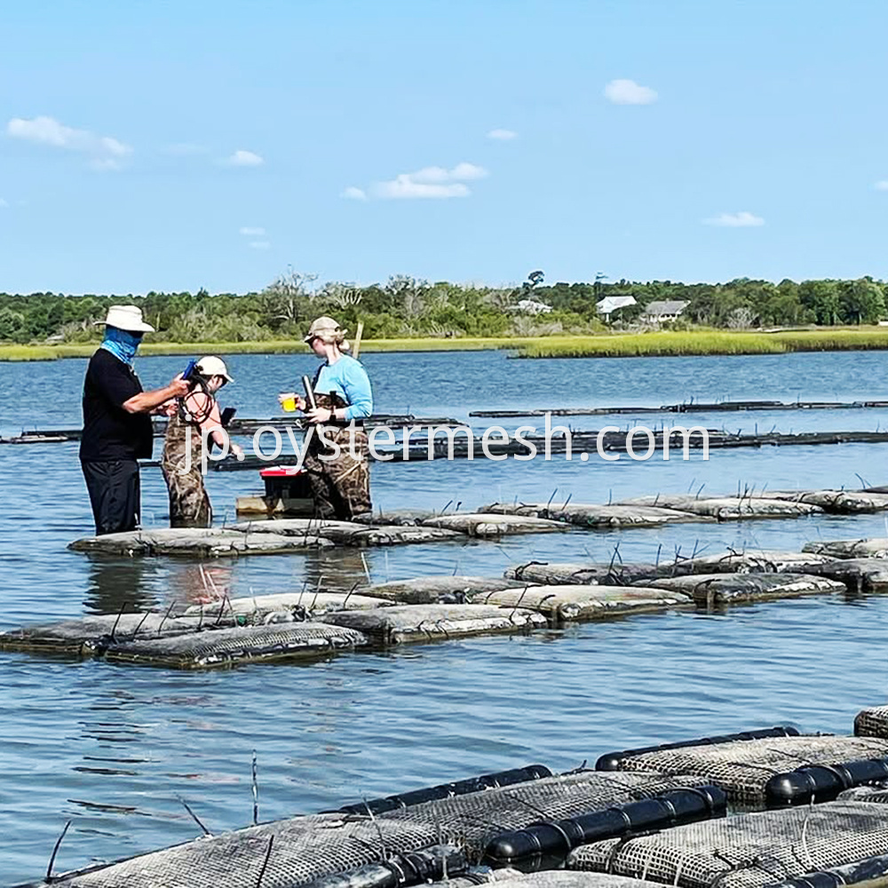 カキ農業シーン(1) Oyster Farming Scene (1)